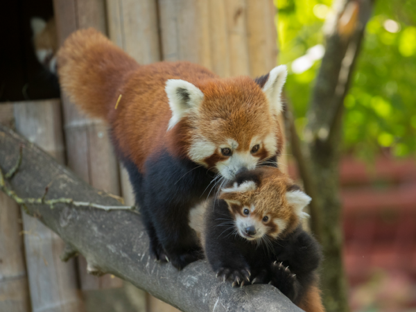 ANIMALIA | La Fondation Pairi Daiza va restaurer l’habitat du panda roux au Népal !