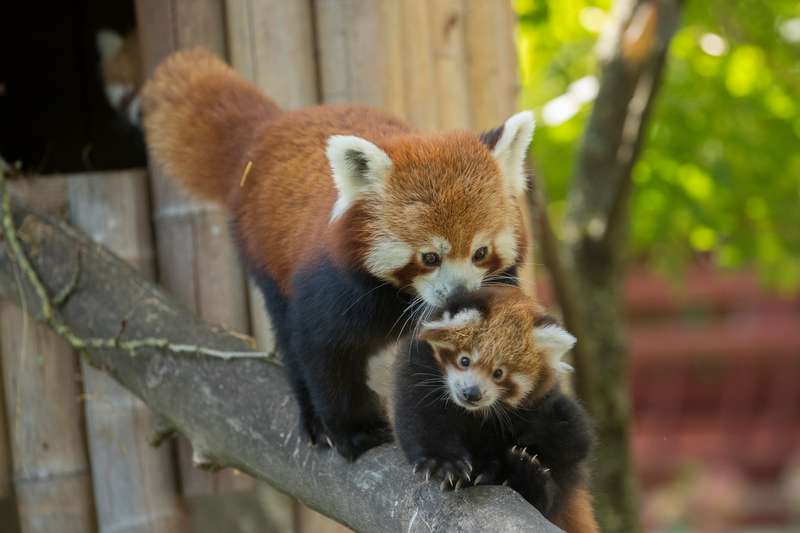 ANIMALIA | La Fondation Pairi Daiza va restaurer l’habitat du panda roux au Népal !