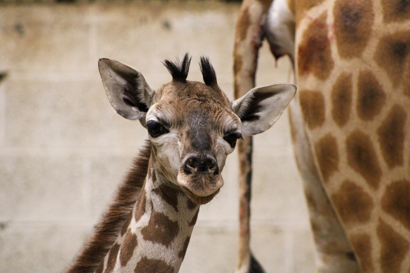 PAIRIDAIZA | Naissance d’un Girafon