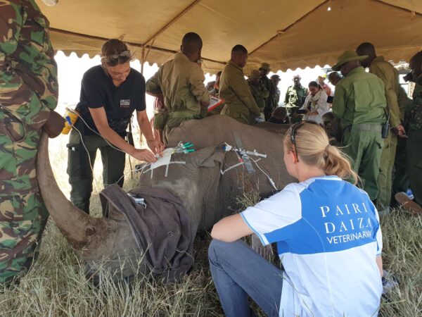 PAIRIDAIZA | Première mondiale : un transfert d’embryon réussi chez le rhinocéros ouvre la voie à la sauvegarde du Rhinocéros blanc du Nord