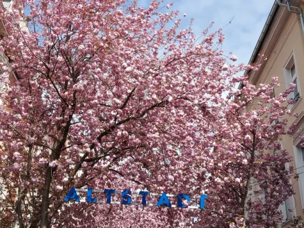 TOURISME | Les fleurs de Sakura de Bonn !