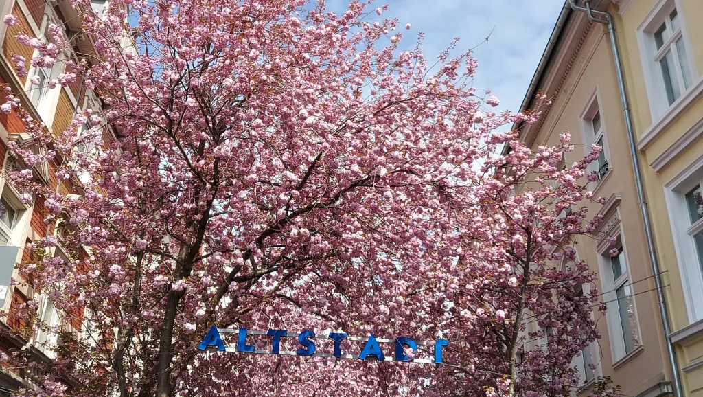 TOURISME | Les fleurs de Sakura de Bonn !