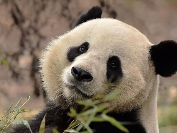 PAIRIDAIZA | Tian Bao, le premier Panda géant né en Belgique fêtera son dernier anniversaire à Pairi Daiza ce dimanche.