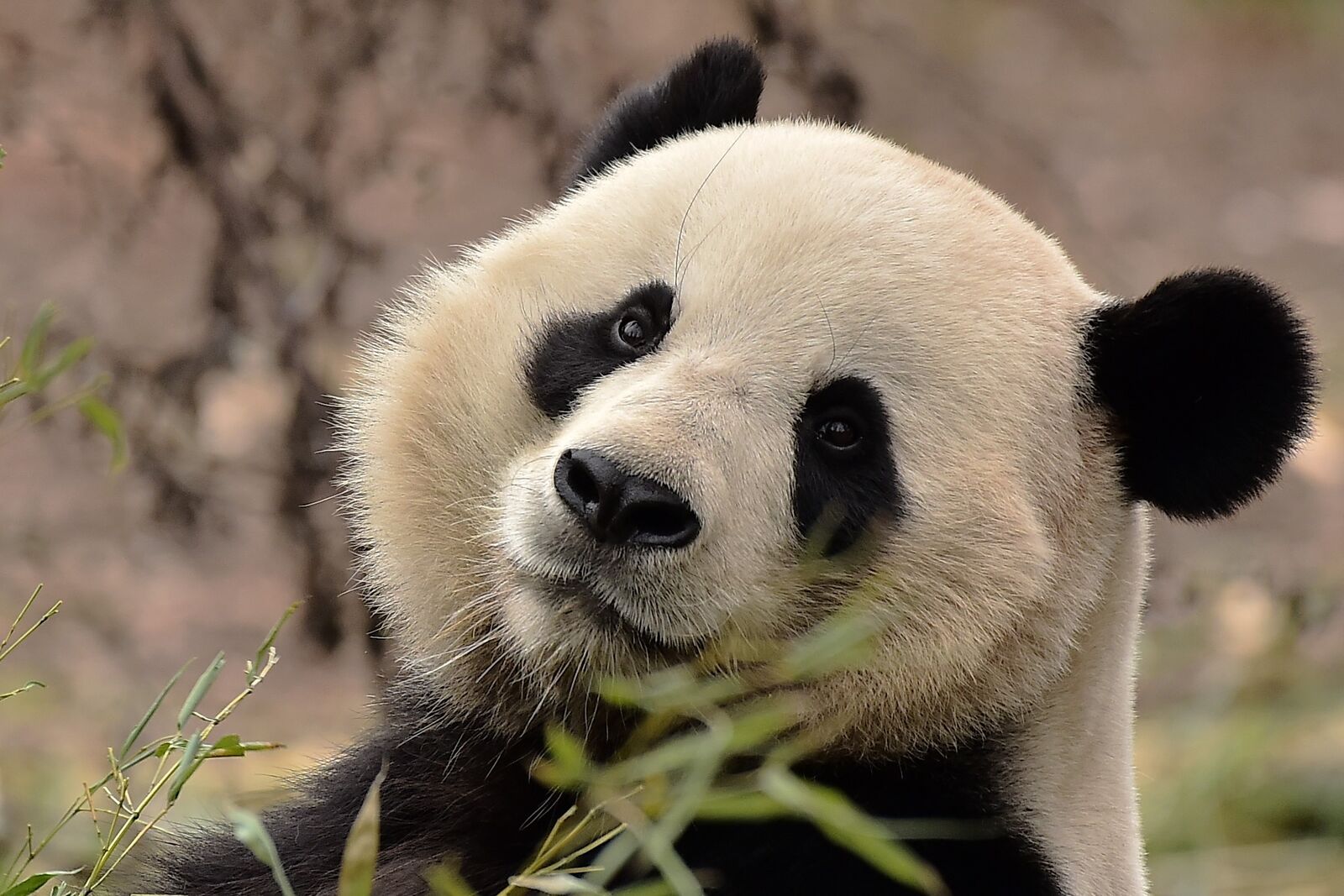 PAIRIDAIZA | Tian Bao, le premier Panda géant né en Belgique fêtera son dernier anniversaire à Pairi Daiza ce dimanche.