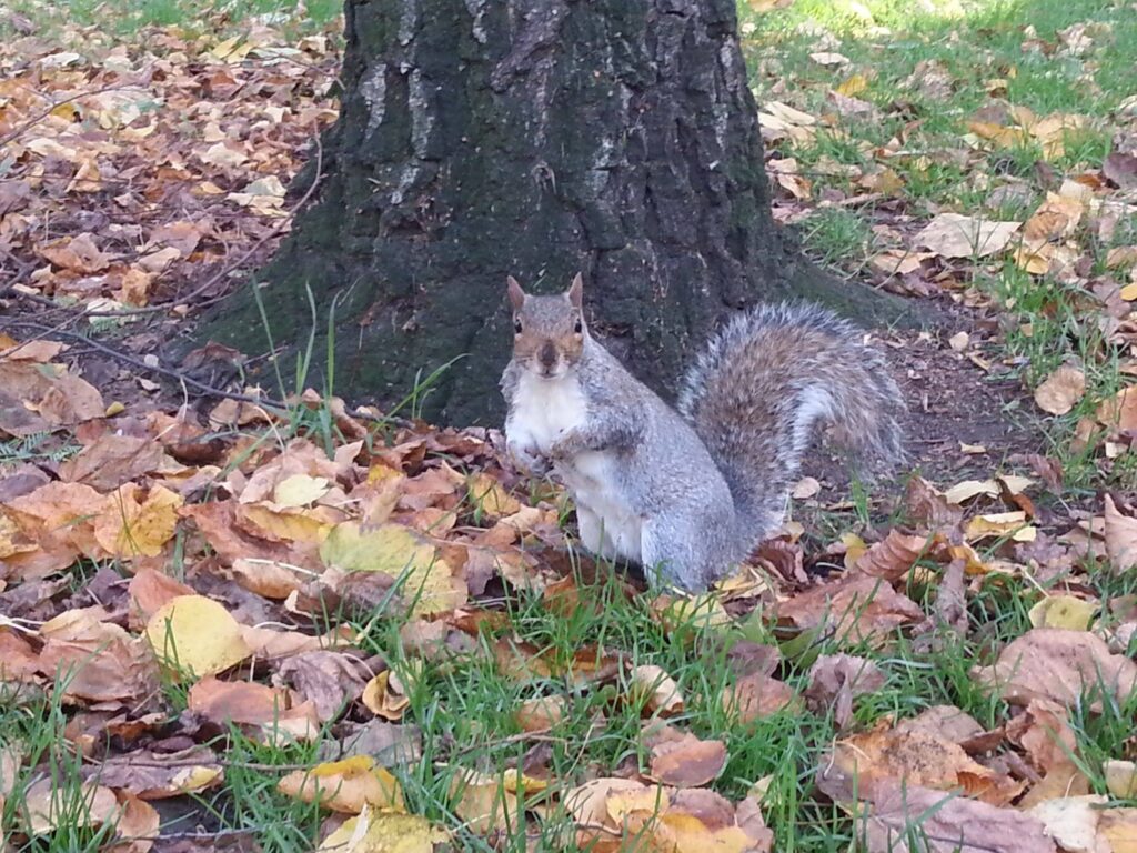 Ecureuil dans Kensignton Park
