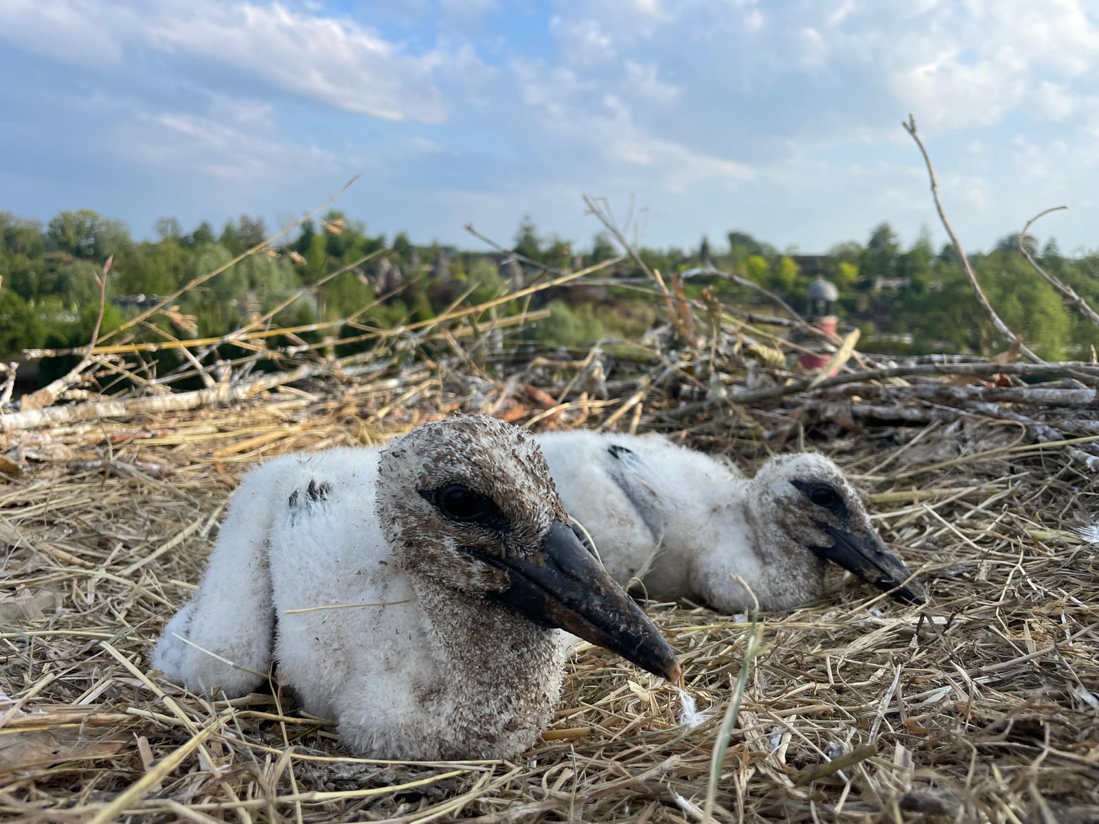 PAIRIDAIZA | Les Cigognes blanches toujours plus nombreuses