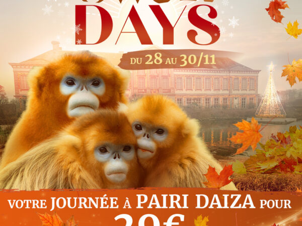 PAIRIDAIZA | Les Sweet Days font leur grand retour !