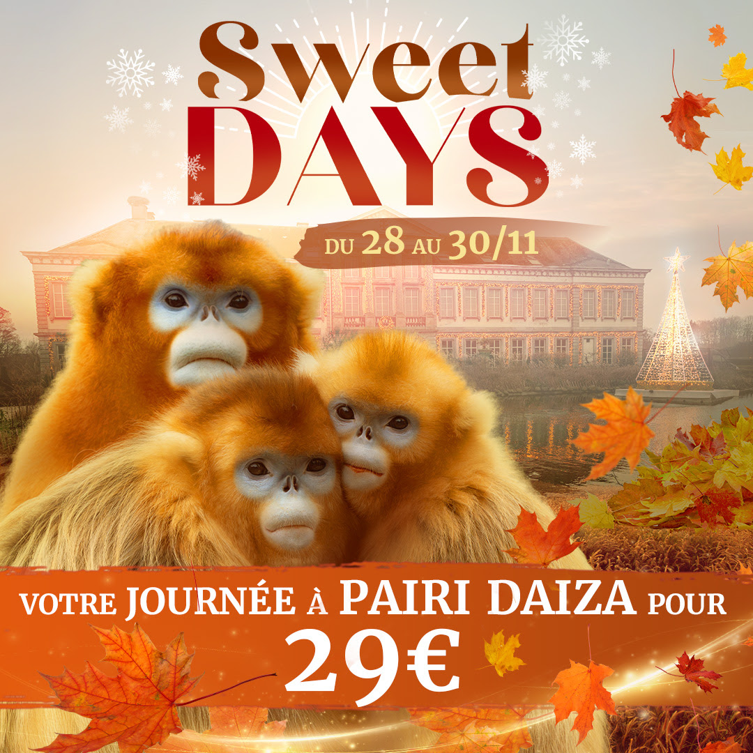 PAIRIDAIZA | Les Sweet Days font leur grand retour !
